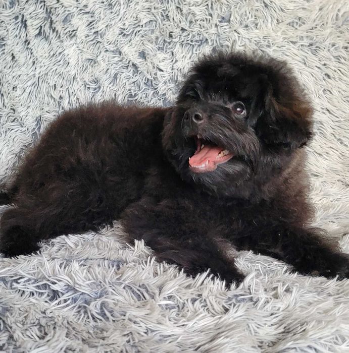 Teddy неймовірно імпозантний плюшка ПомаПу (PomaPoo) зі столиці