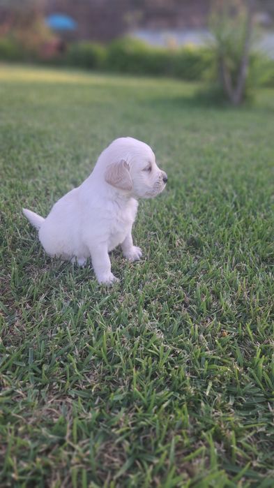 Golden  retriever