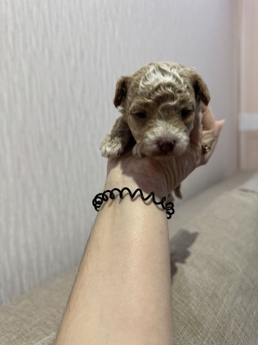 Дівчатка мальтіпу