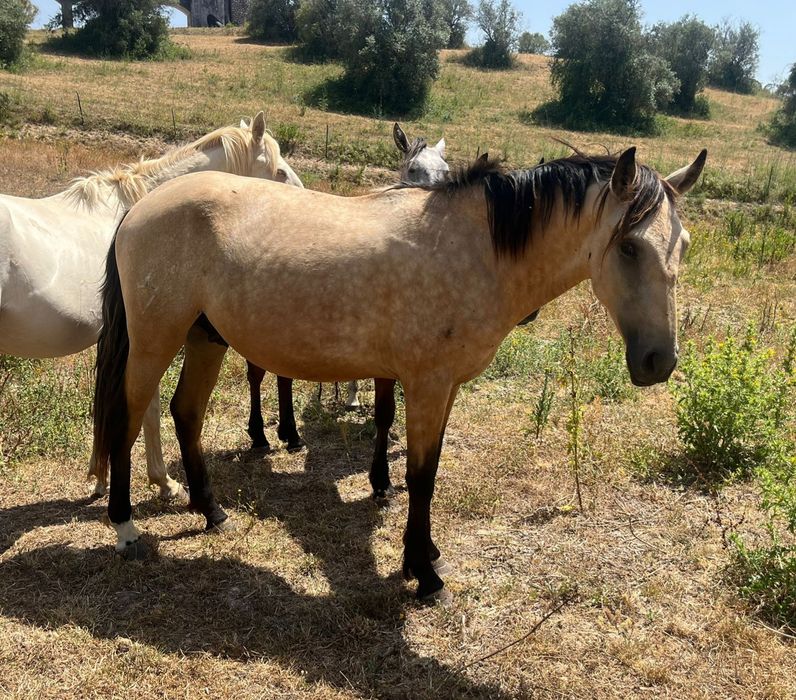 Vendo cavalos Lusitanos, éguas, poldros, poldras (Ler descrição)