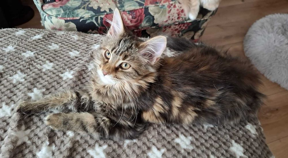 Kotka Maine Coon