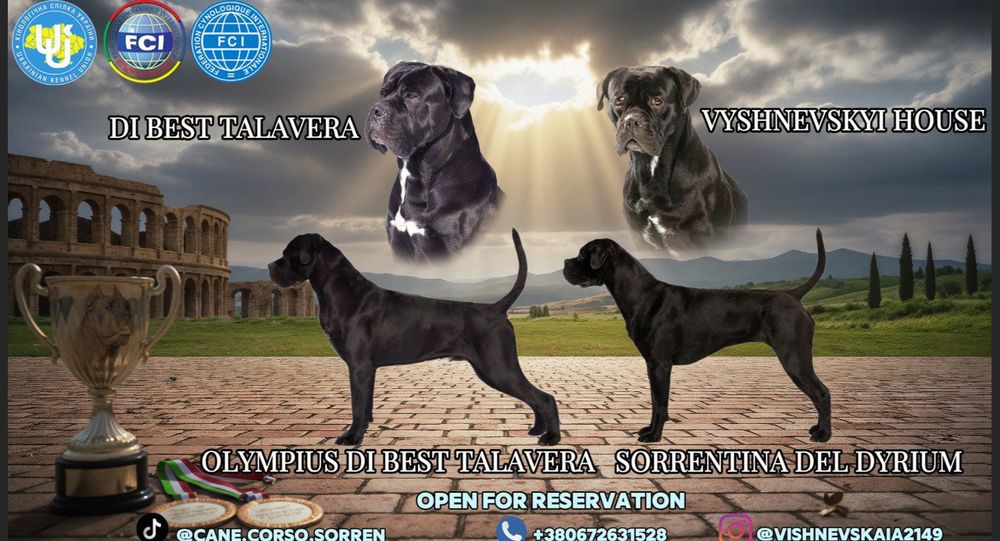 Щенки кане-корсо