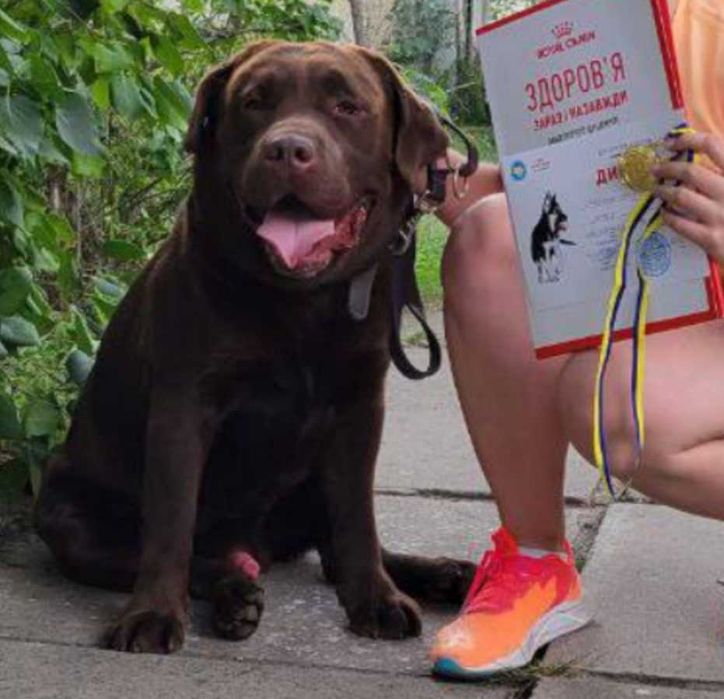 в'язка шоколадний Лабрадор (Київ, Бориспіль)