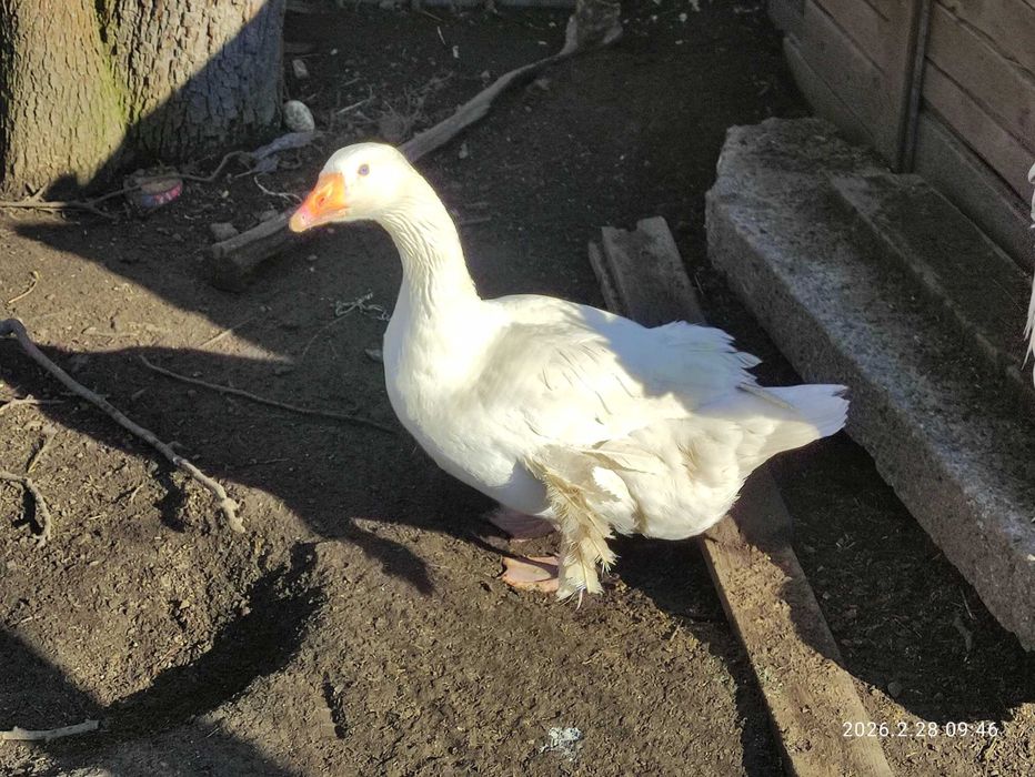 Gęś biała kołudzka, owsiana. Gąska