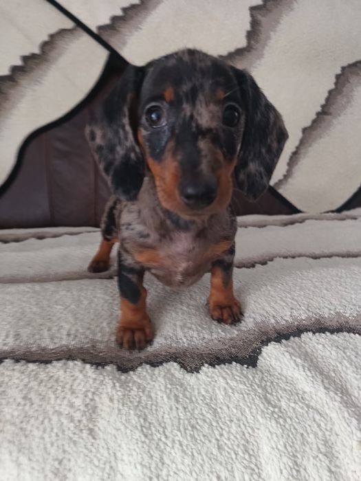 Psy rasowe jamnik krótkowłosy