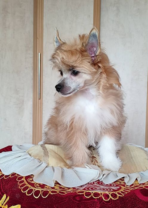 Пухнасте цуценя китайської хохлатої