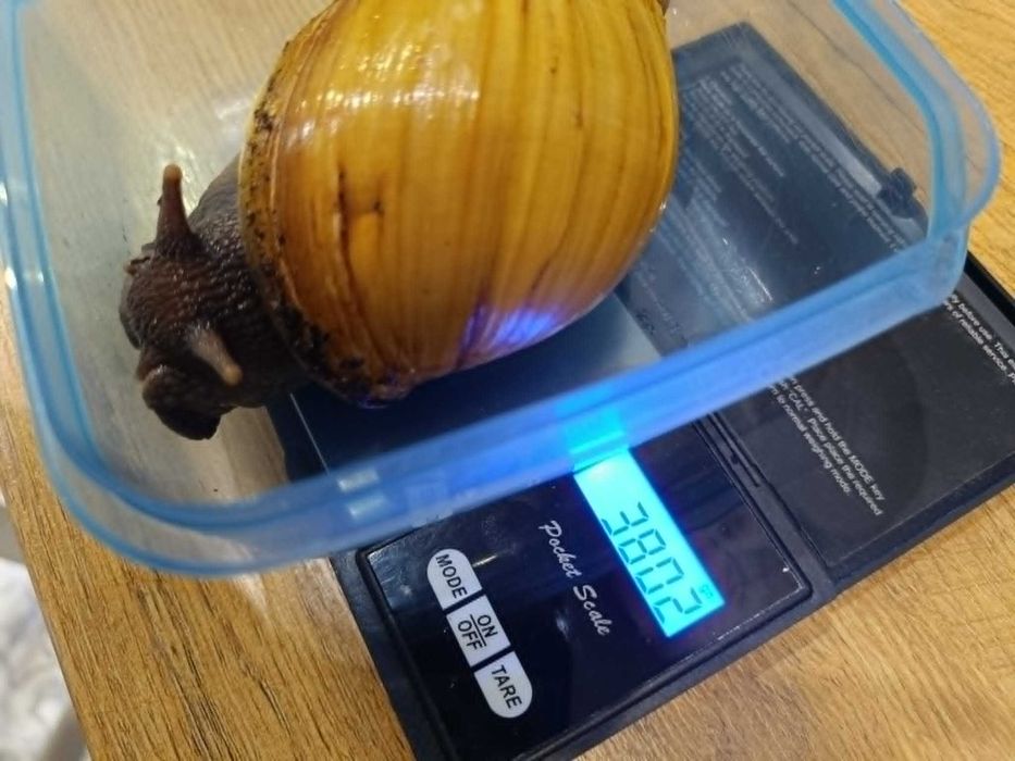 ślimaki z Zanzibaru