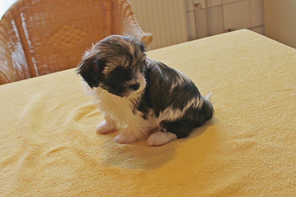 Śliczny Szczeniak z rodowodem