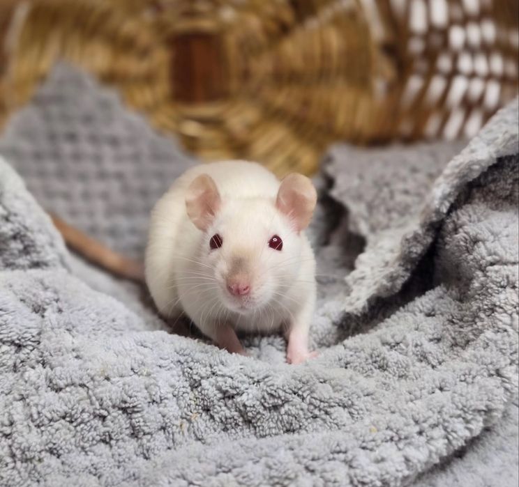 крисенятка криски криси