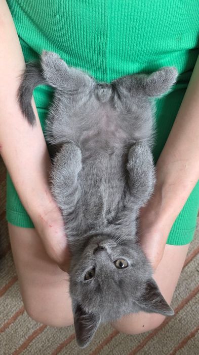 Кошенята Британці