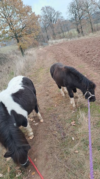 Klacz ogier kuc sprzedaż