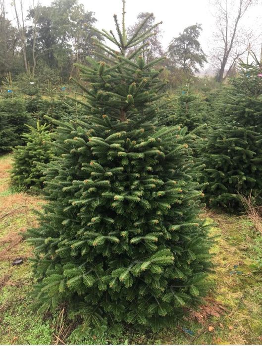 Choinki świerk jodła kalkazka ozdoby DOSTAWA POD DRZWI