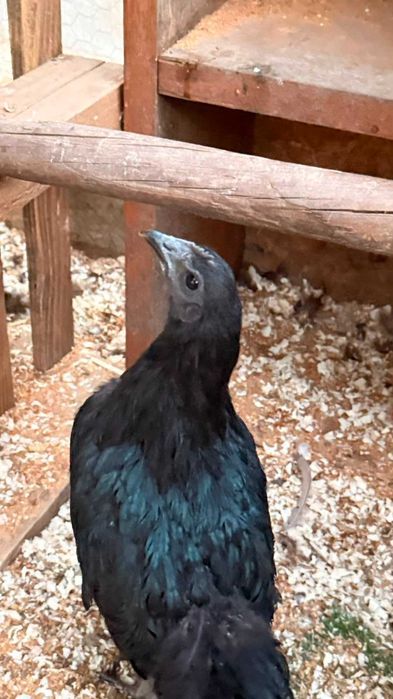Marans / Plymouth Rock / Ayam Cemani