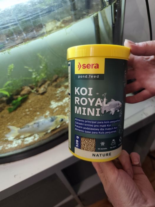 carpa koi 1 ano!