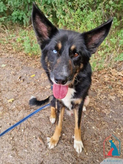 Cudny seniorek - wdzięczny, mądry, oddany - to ostatnia chwila na dom