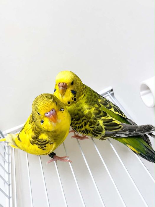Casal de periquitos