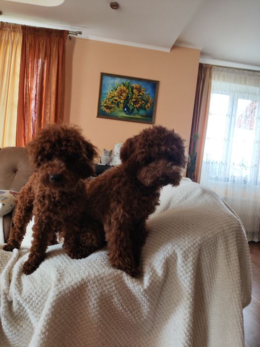 В'язка Той Пудель Red Braun