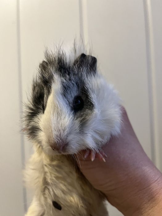 Морські свинки розеткі