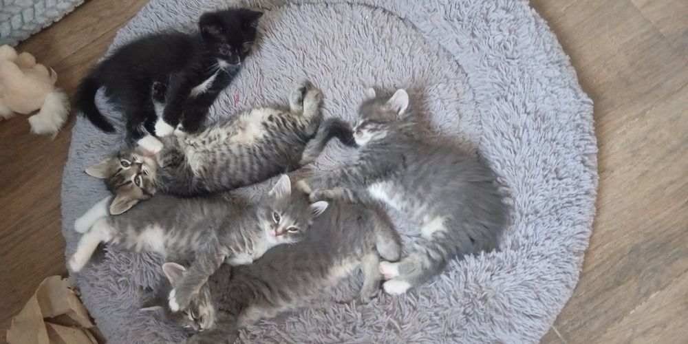 Котята мальчики и девочка