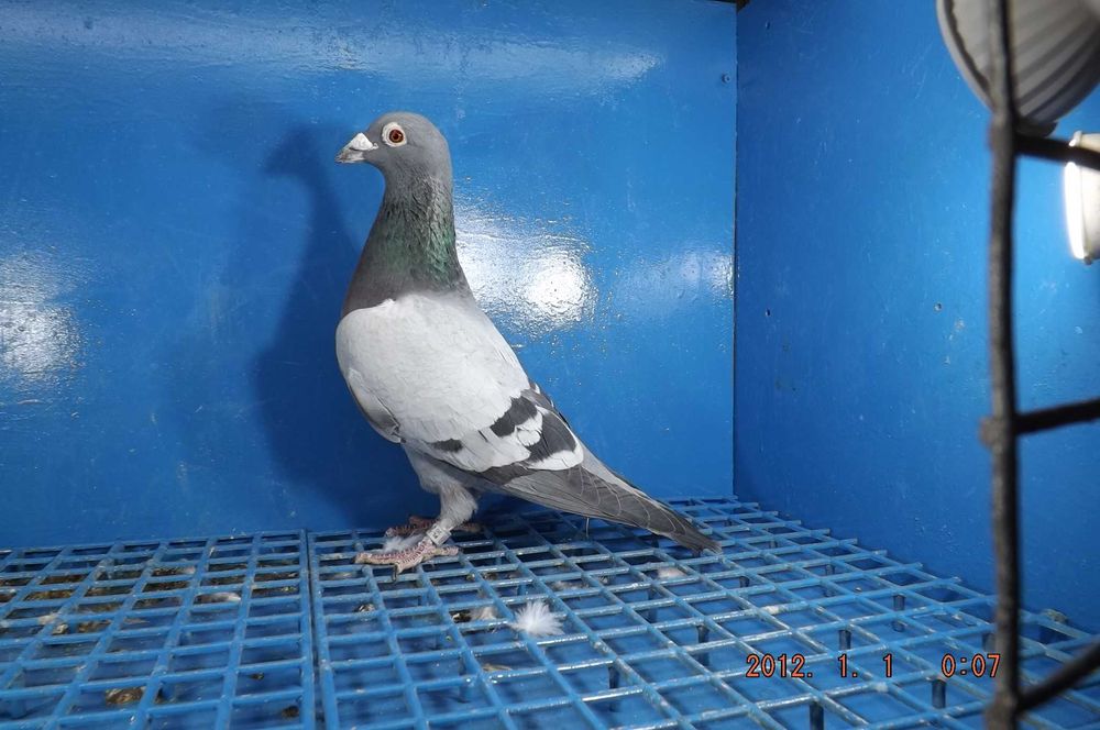 Gołąbek Rozpłodowy Samiczka wnuk Olimpijki