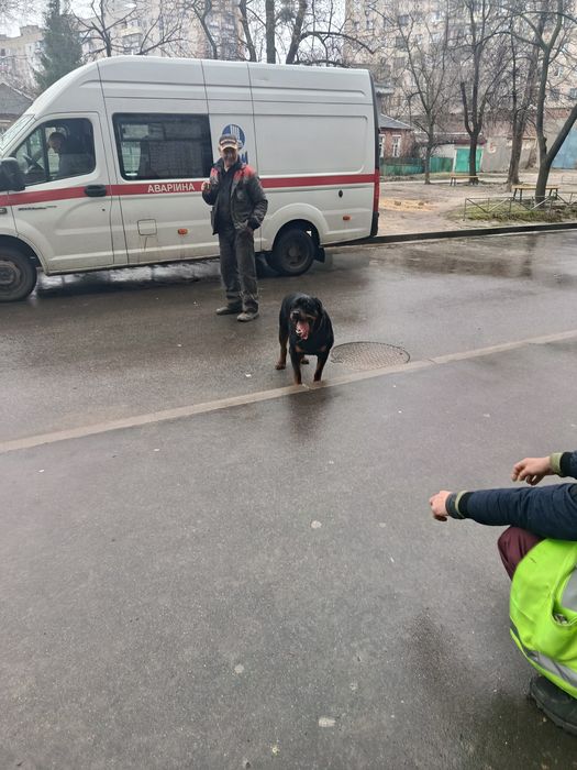 Потеряшка кобель ротвейлер