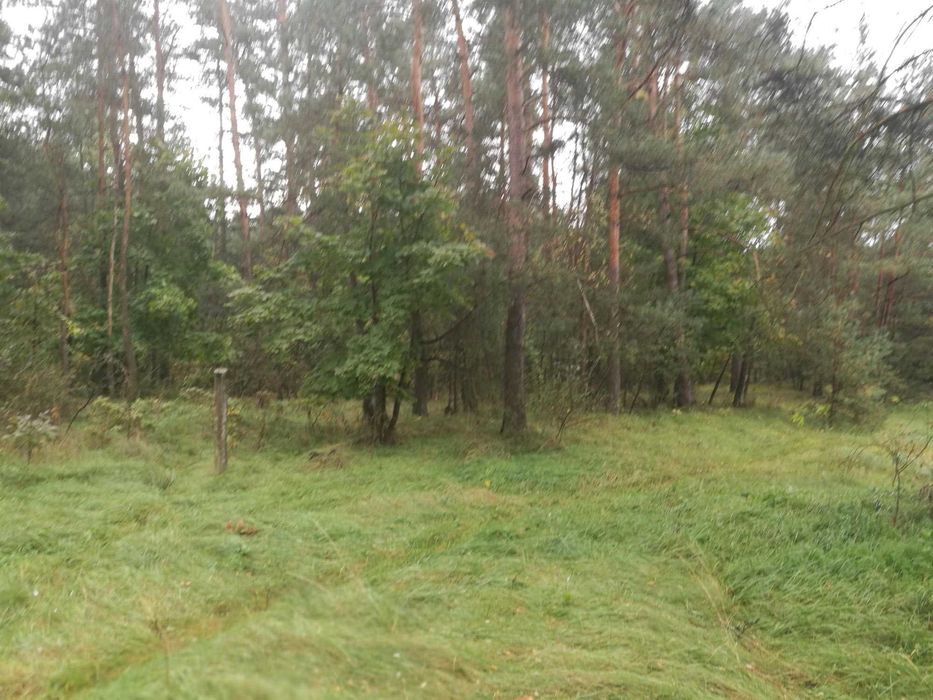 Sprzedam działkę budowlaną z WZ 19 arów – Jasień k. Staszowa - Widok 2