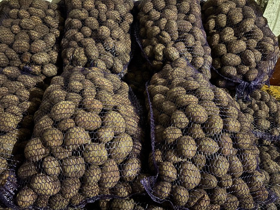 Ziemniaki w wielkości sadzeniaków odmiana Bellarosa