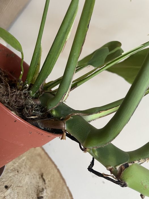 Monstera burle marx flame big form