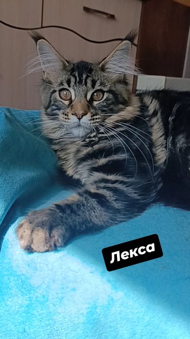 Котята породы Мейн Кун