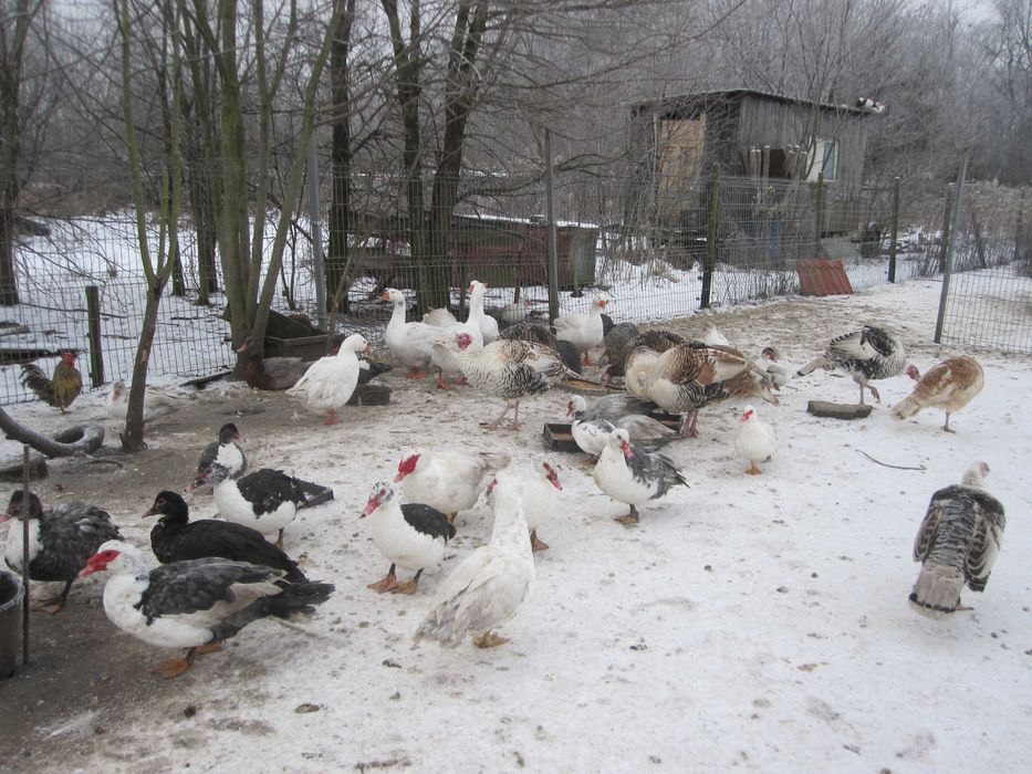 kaczki indyki do dalszego chowu