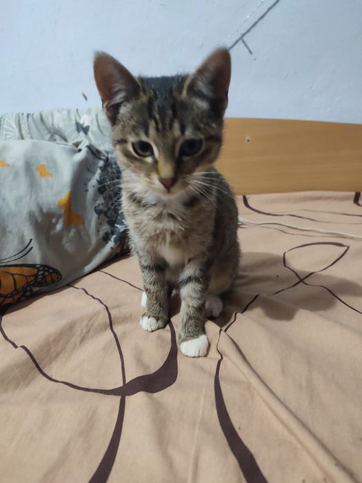 Отдам в хорошие руки кошечку