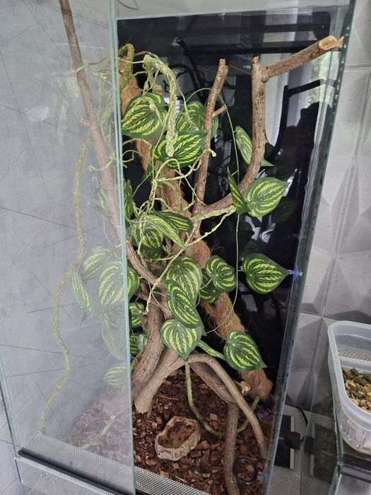 Terrarium szklane