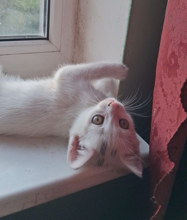 отдам кошечку бесплатно