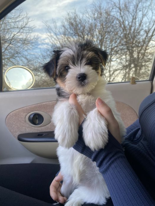 Красунчик Бівер йорк хлопчики