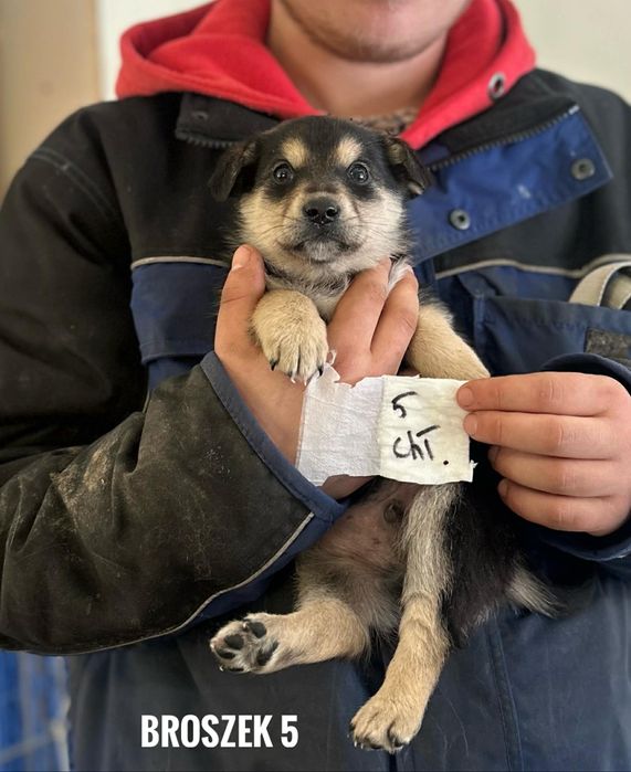 2 miesięczne szczeniaki, docelowo 10kg adopcja za darmo oddam