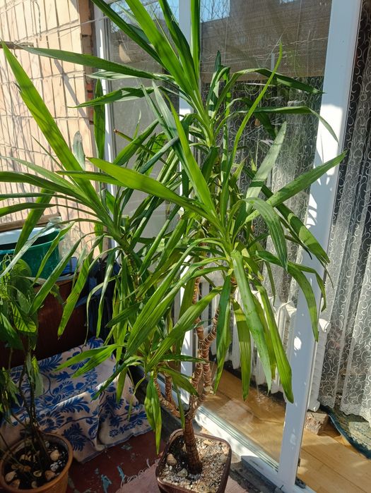 Юкка кімнатна, 4 стебла