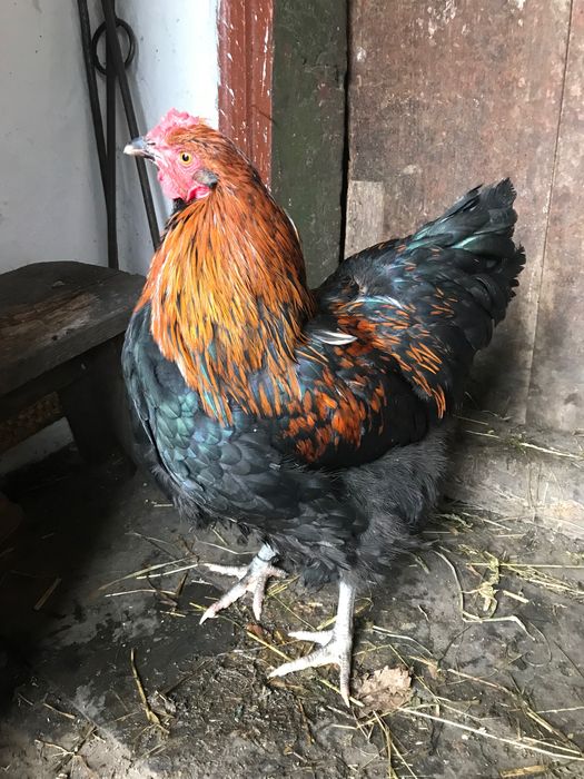 Прродам півники СіньСінь День і Орпінгтон