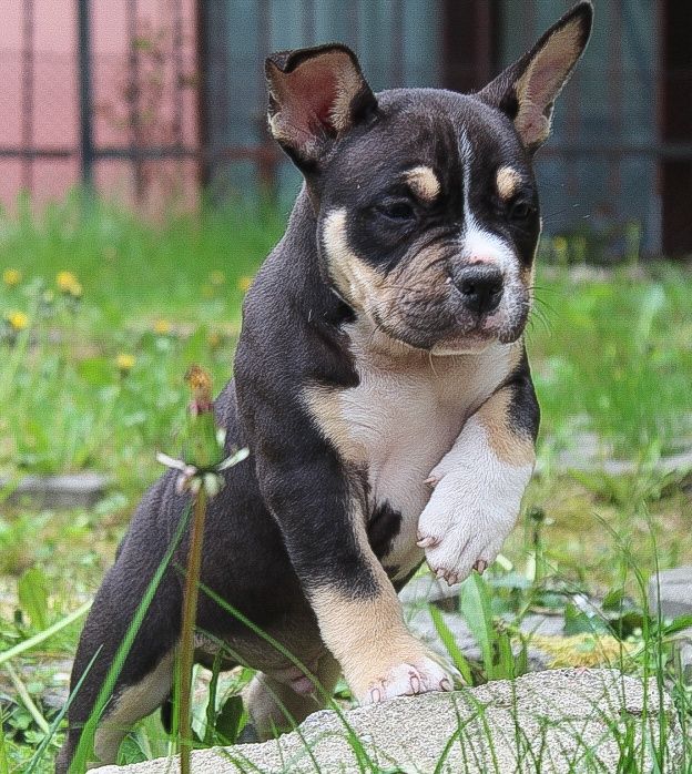 American Bully POCKET / MICRO po Championie ABKC
