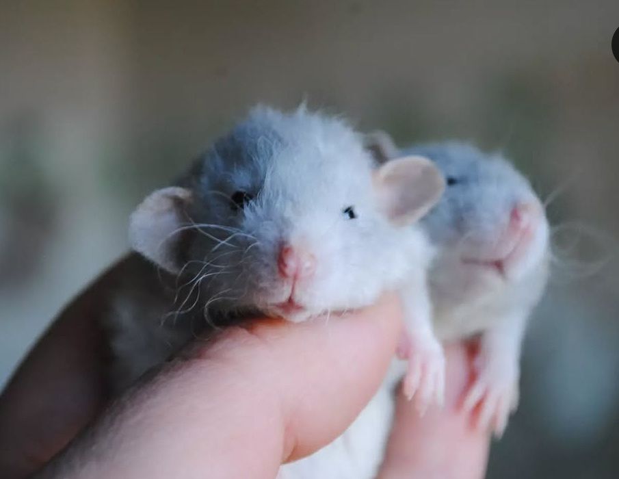 Крысенок дамбо. Пацючок. Щур. Крысята. Рекс