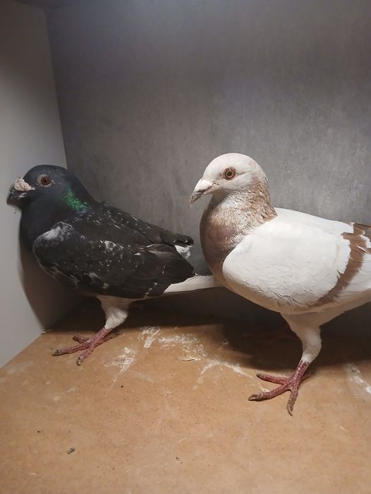 Gołębie pocztowe