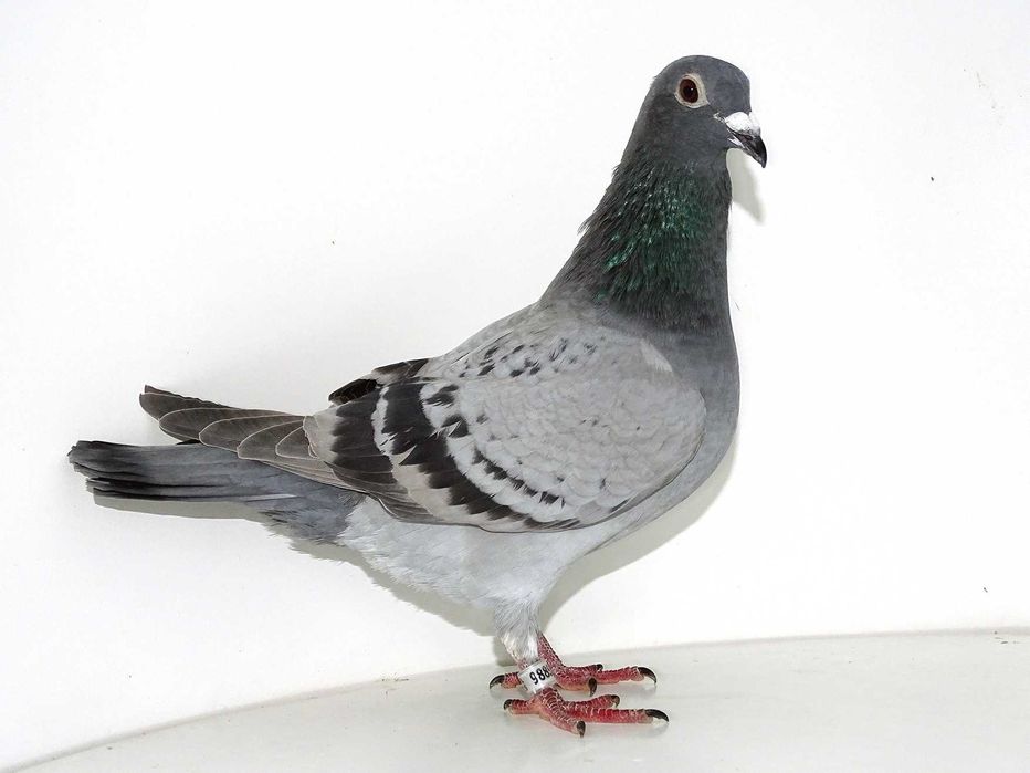Gołębie Pocztowe - Hodowla Jakubowski