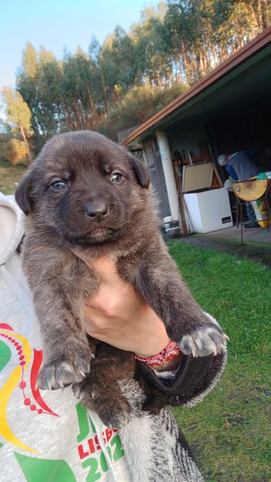 Cadelinhas para adoção