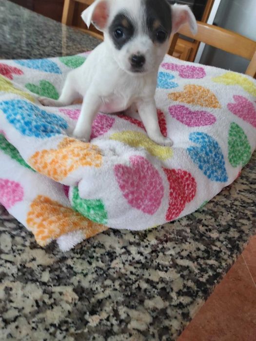 Chihuahua femea  mini