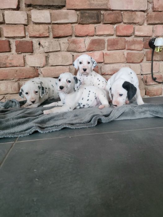 Dalmatyńczyk piesek