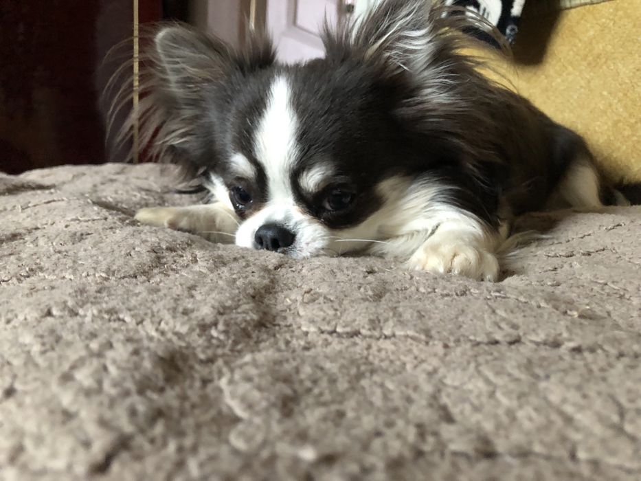 Мальчик чихуахуа  Готов к вязке с достойными невестами.