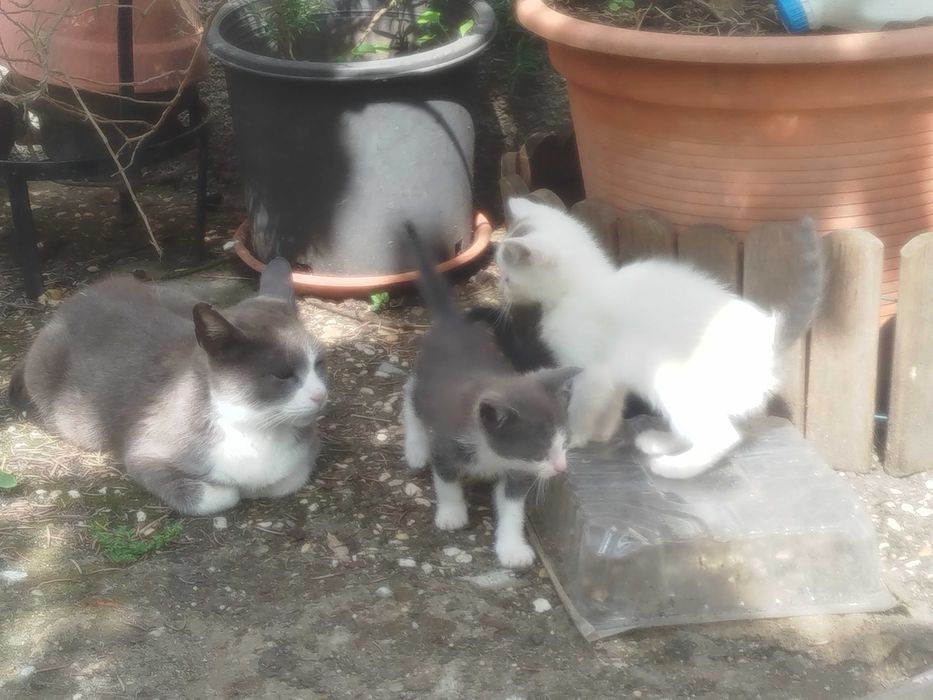 GATINHOS para dar