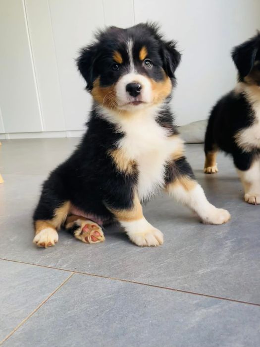 Pastor australiano com LOP