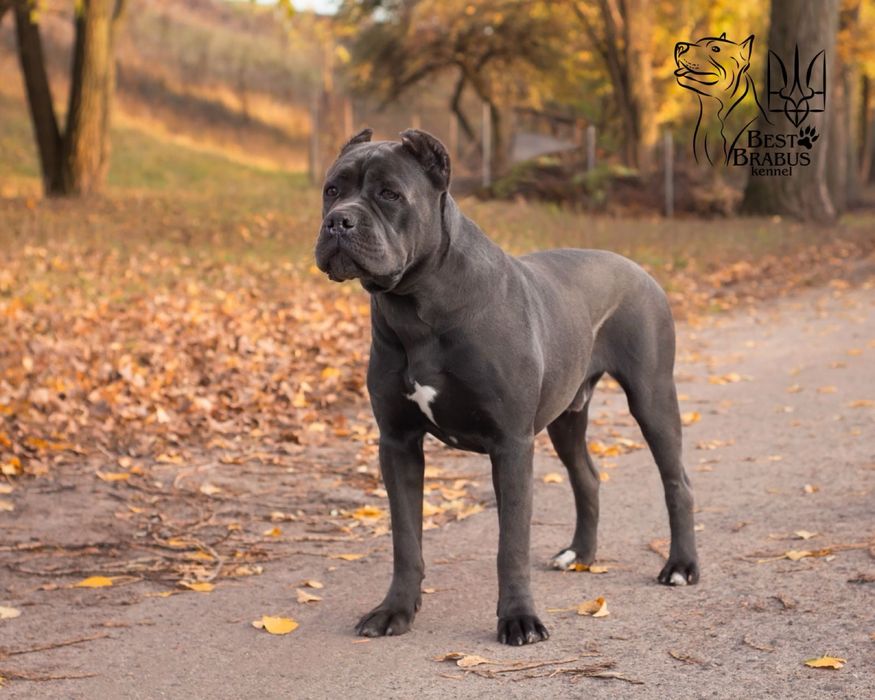 Шикарний кобель Кане корсо для  Вязки