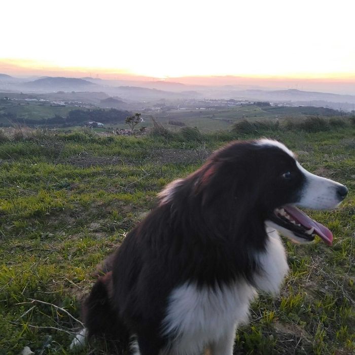 Cachorrinha border collie com olho azul