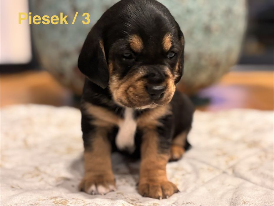 Szukamy domu - w dobre rece. Szczeniaki … Beagle :)